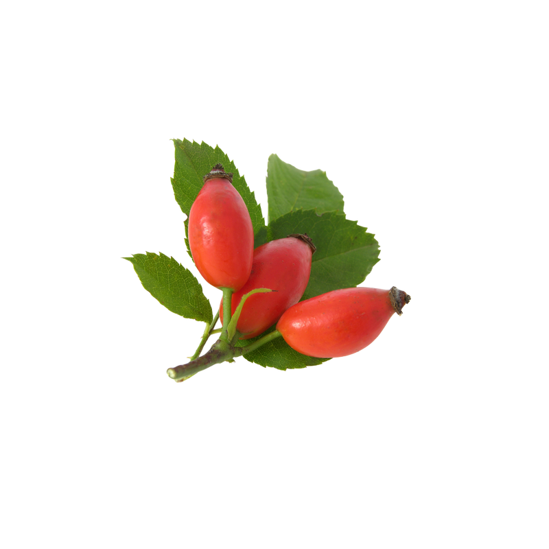 Rosa mosqueta